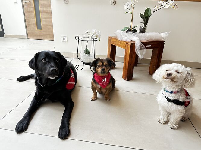 Therapiehunde quer