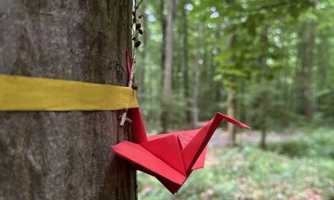 Kranich Friedwald lang